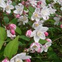 Deutzia x rosea 'Carminea' P2A